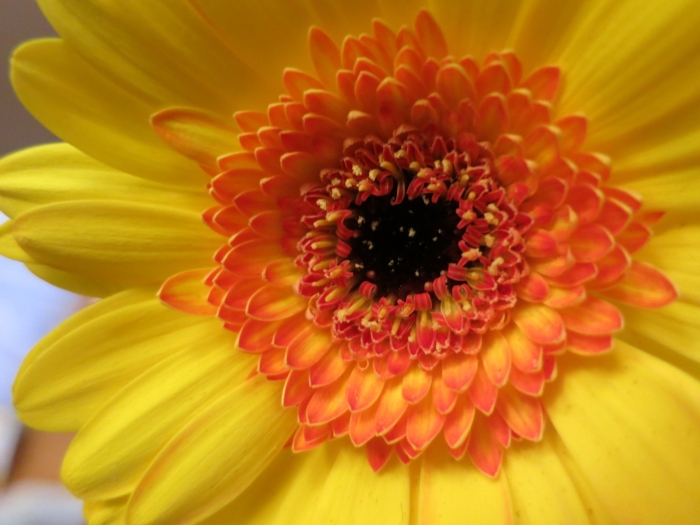 Гербера букет