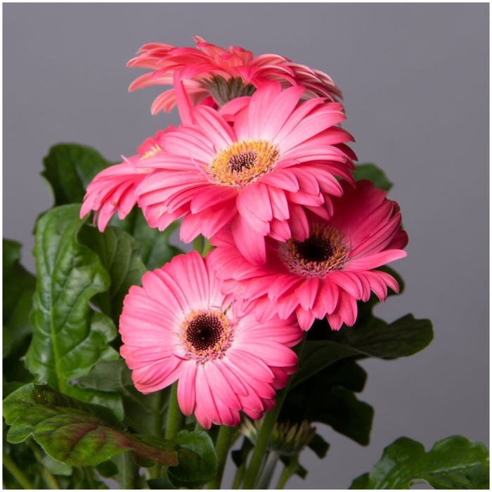 Гербера горшечная