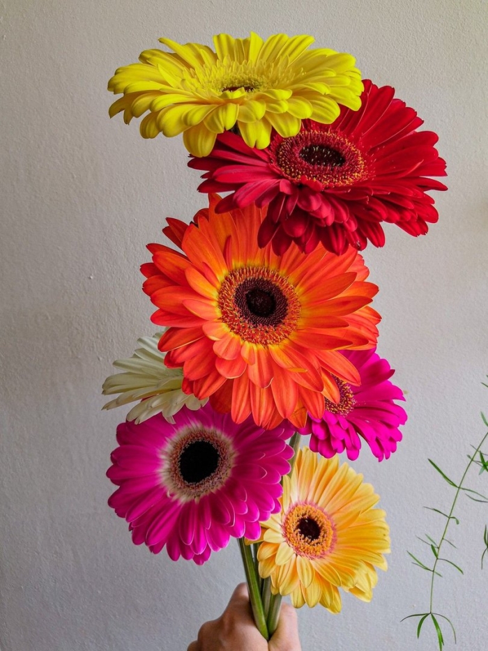 Букет цветов герберы