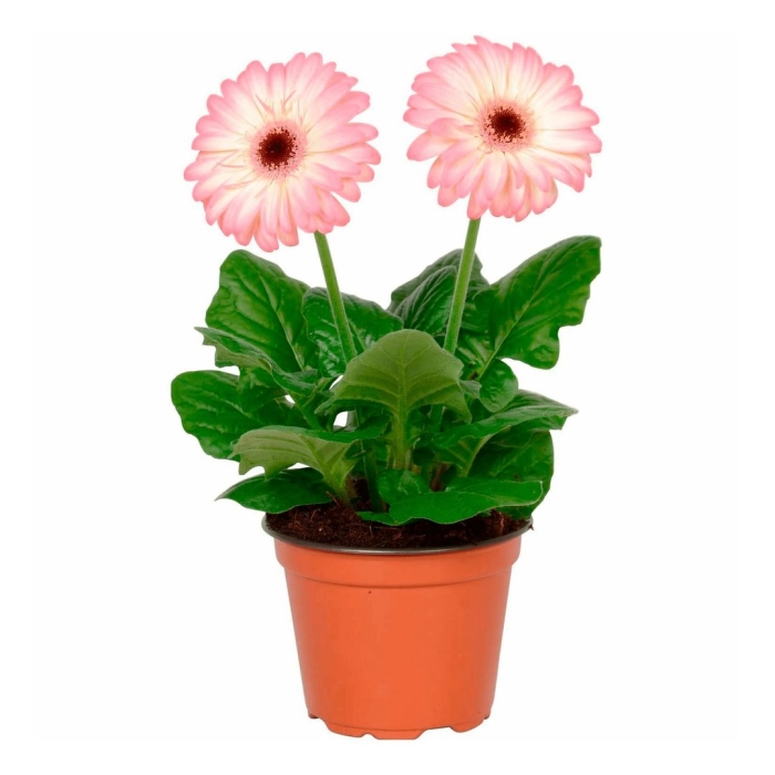 Гербера джемсона комнатная