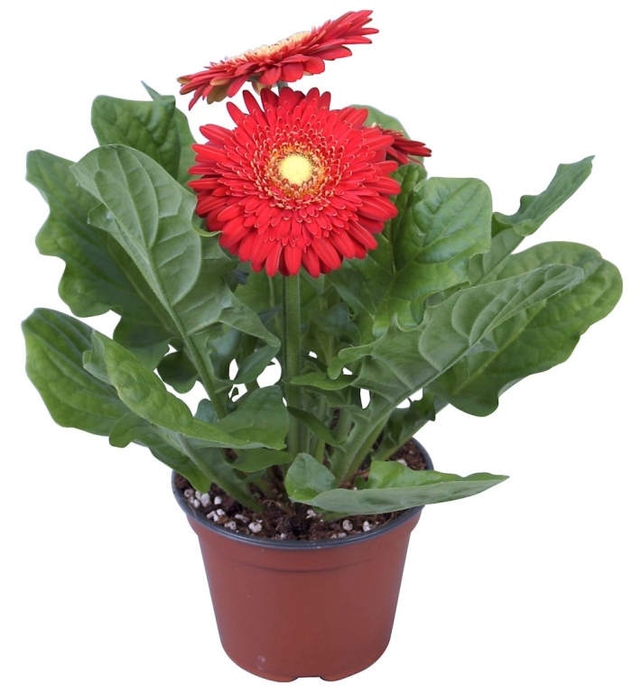 Гербера микс d9