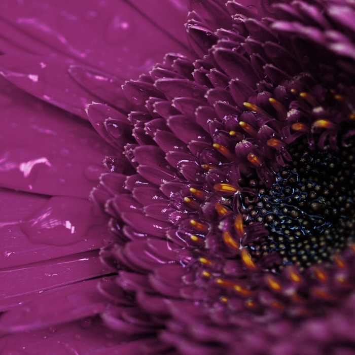 Фиолетовые цветки