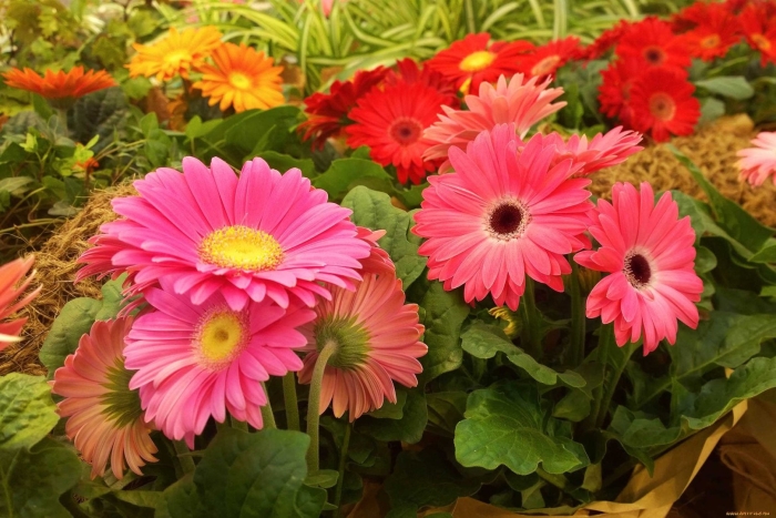 Герберы садовые многолетние