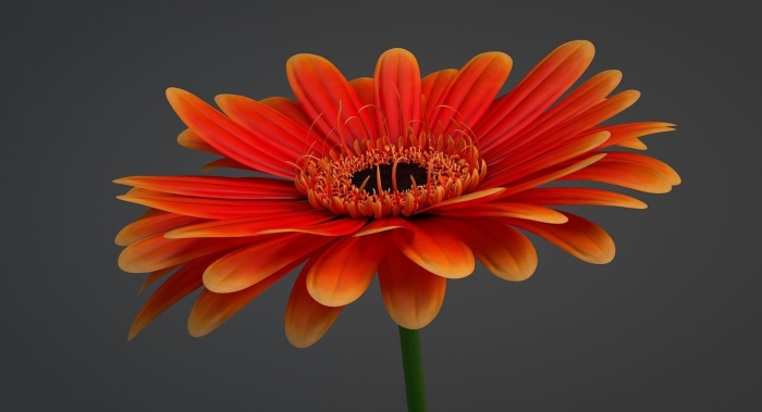 Оранжевая гербера