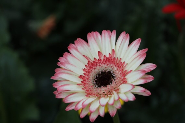 Gerbera daisies