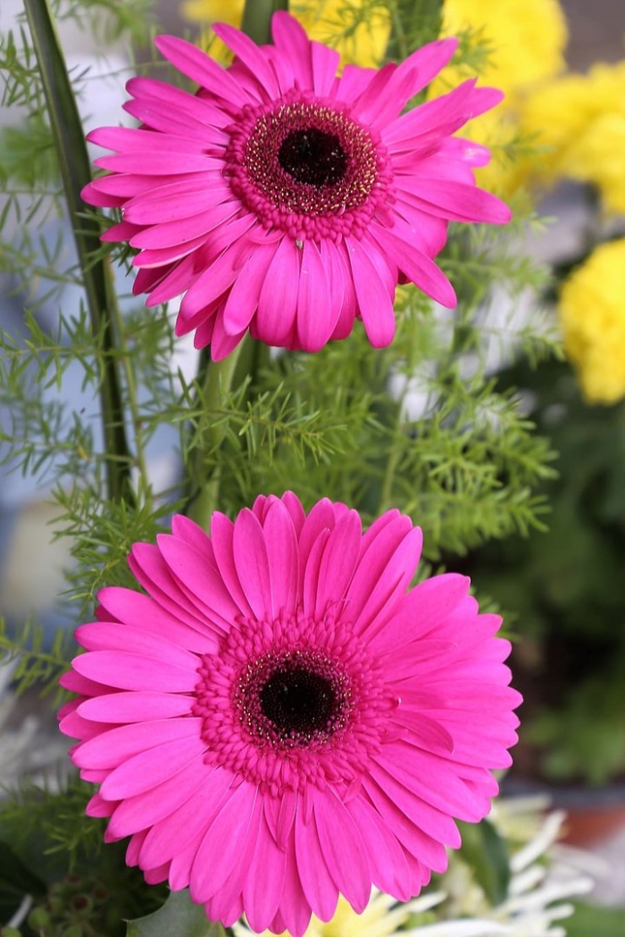 Гербера джемсона розовая