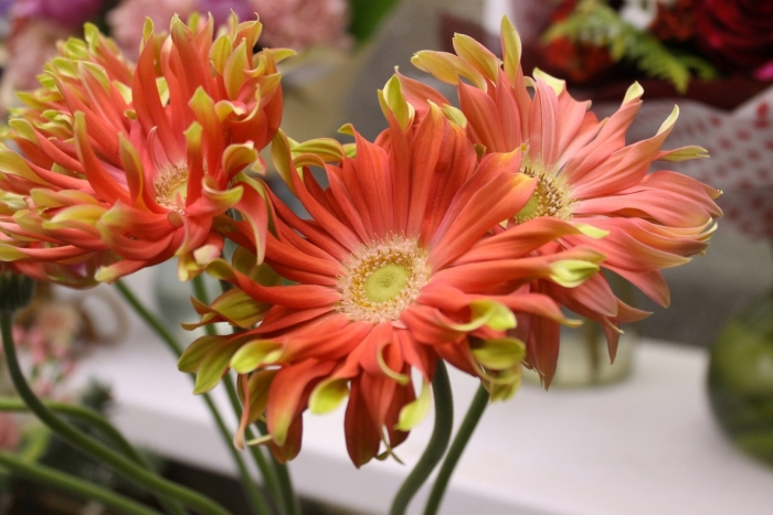 Гербера пастини