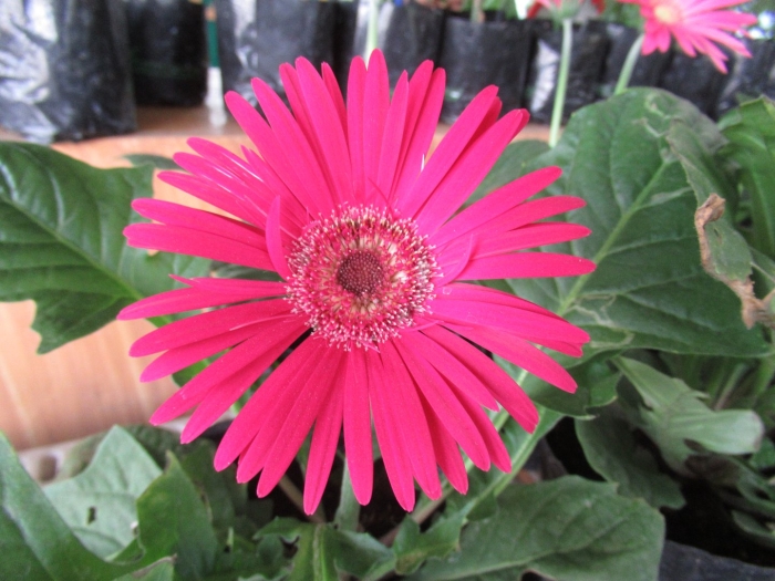 Гербера джемсона розовая