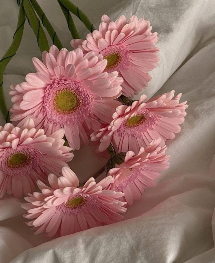 Цветок гербер