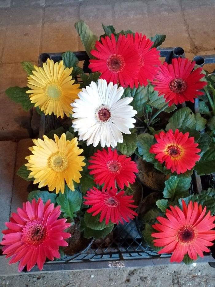 Гербера джемсона гибрид смесь