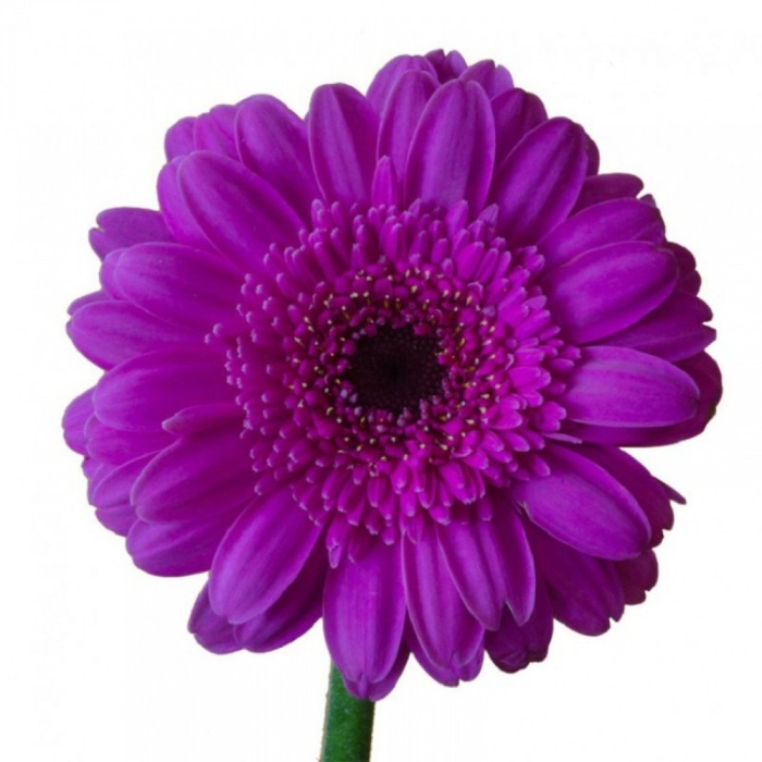 Гербера эва