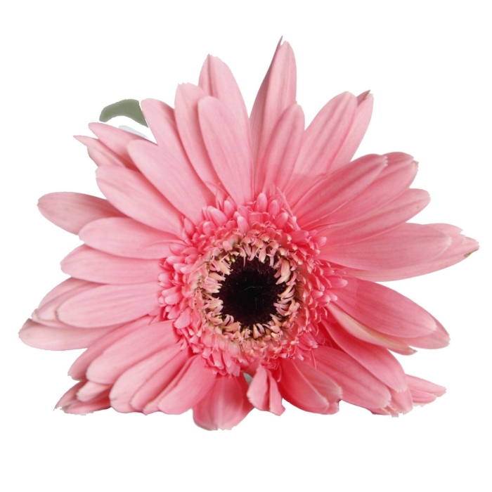 Гербера дейзи