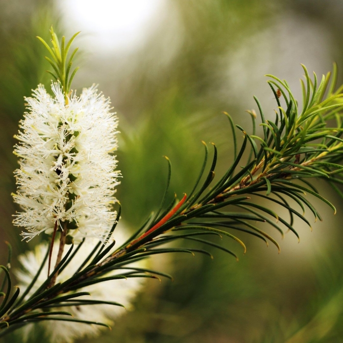 Melaleuca armillaris