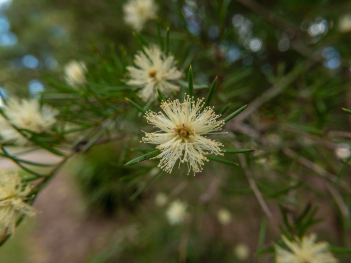 Melaleuca hypericifolia