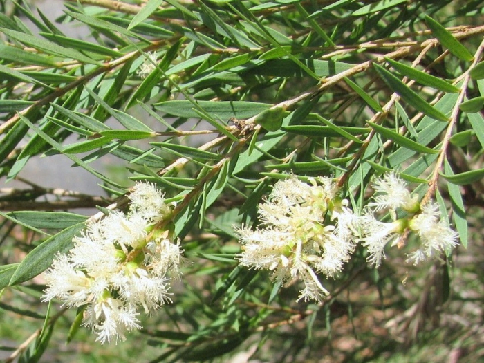 Melaleuca linariifolia (мелалеука)