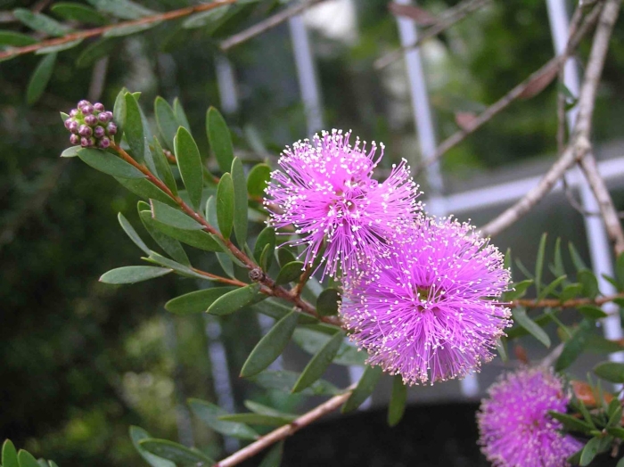 Melaleuca nesophila