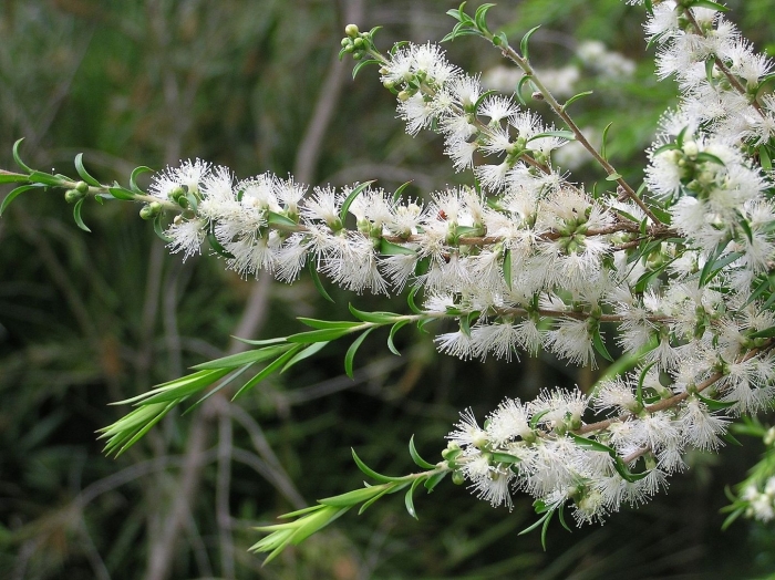Melaleuca alternifolia