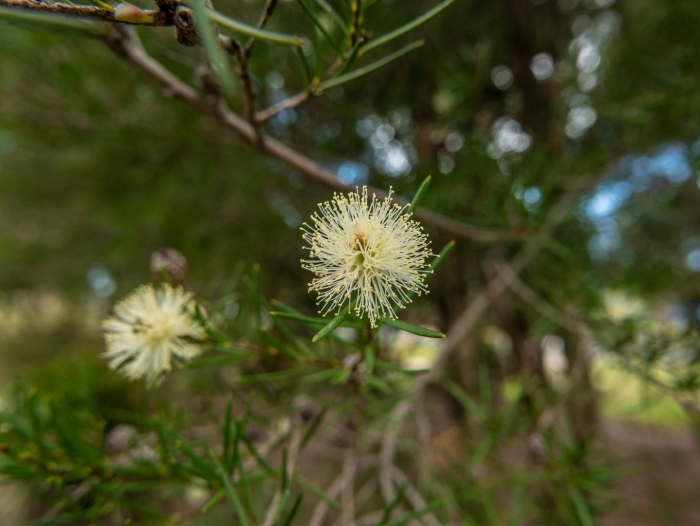 Melaleuca nodosa