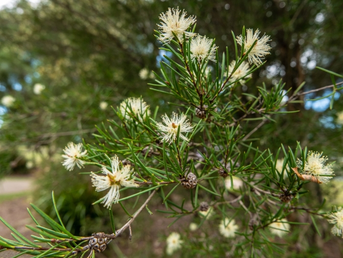 Melaleuca thymifolia