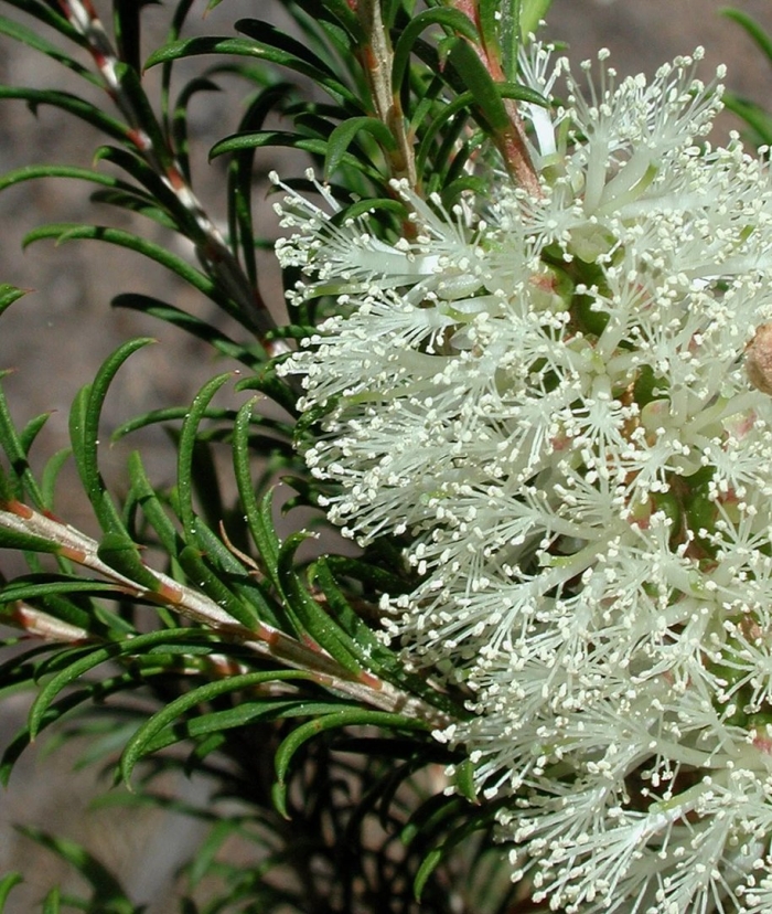 Melaleuca armillaris