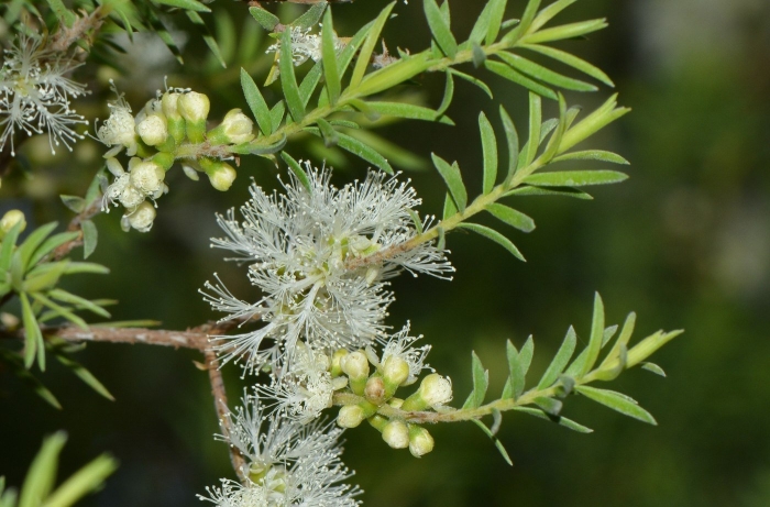 Melaleuca halmaturorum