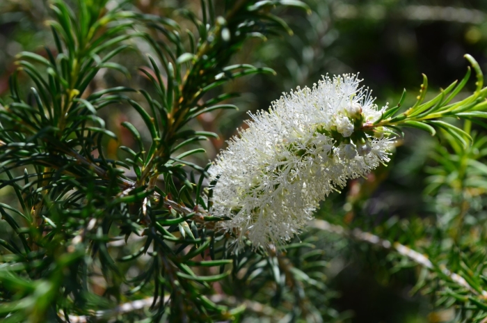 Melaleuca armillaris