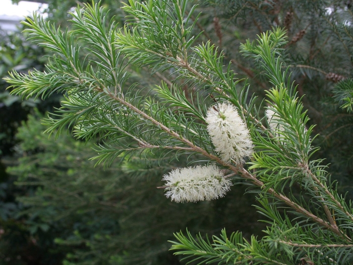 Melaleuca acacioides