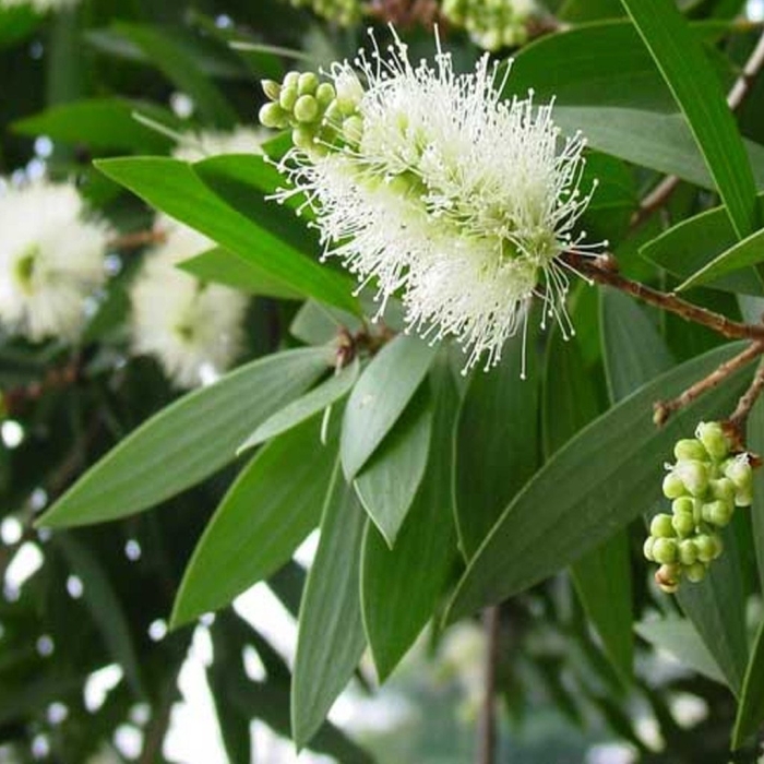 Melaleuca leucadendra