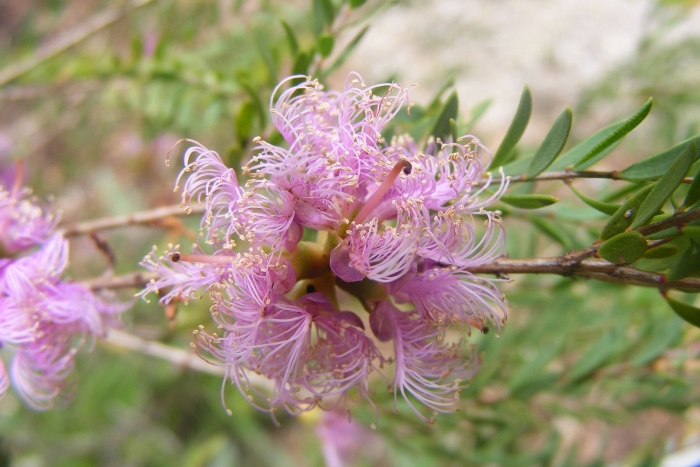 Melaleuca thymifolia