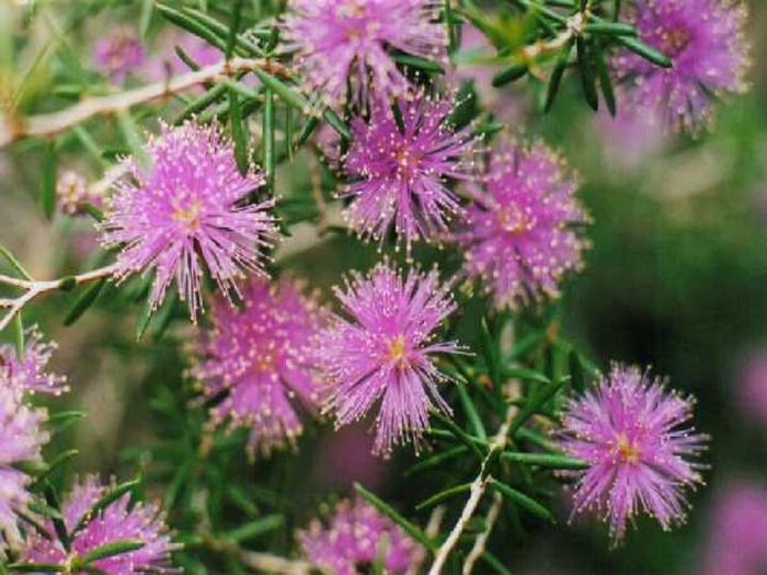 Melaleuca thymifolia