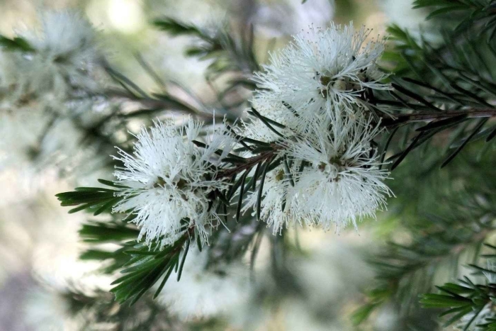 Melaleuca linariifolia