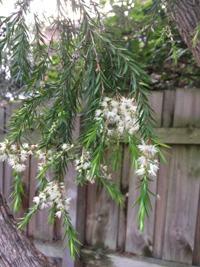 Melaleuca linariifolia