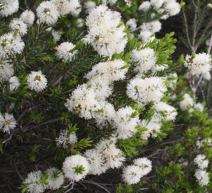 Melaleuca lanceolata