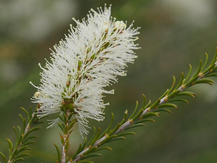 Melaleuca hamulosa