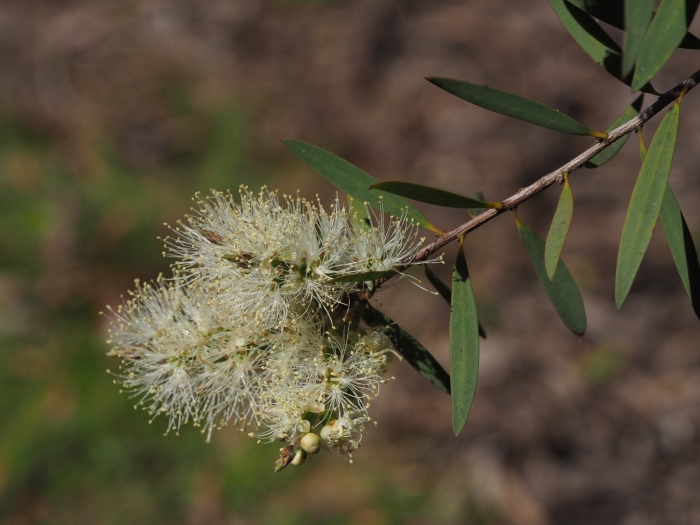 Melaleuca quinquenervia