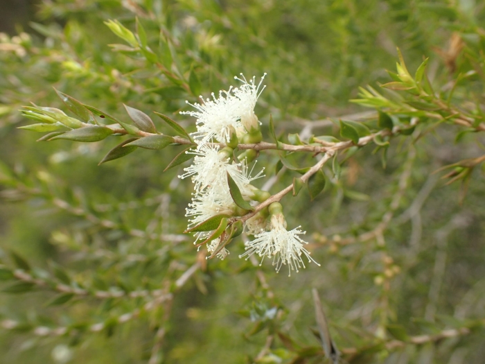 Melaleuca styphelioides