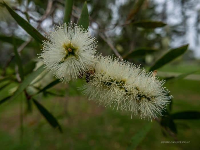 Melaleuca viridiflora