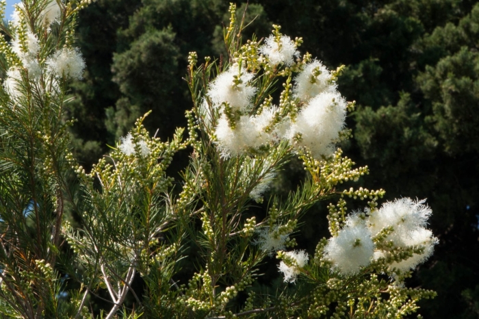 Мелалеука альтернифолия