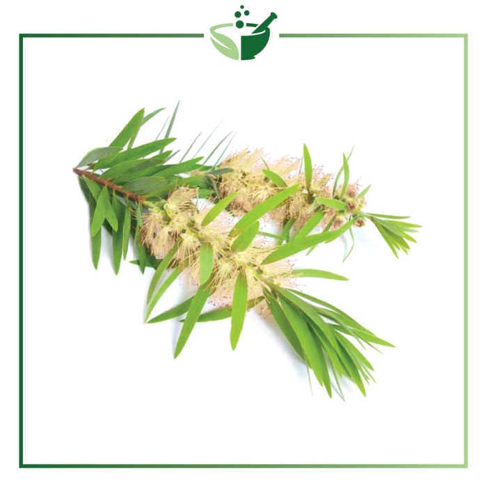 Масло чайного дерева