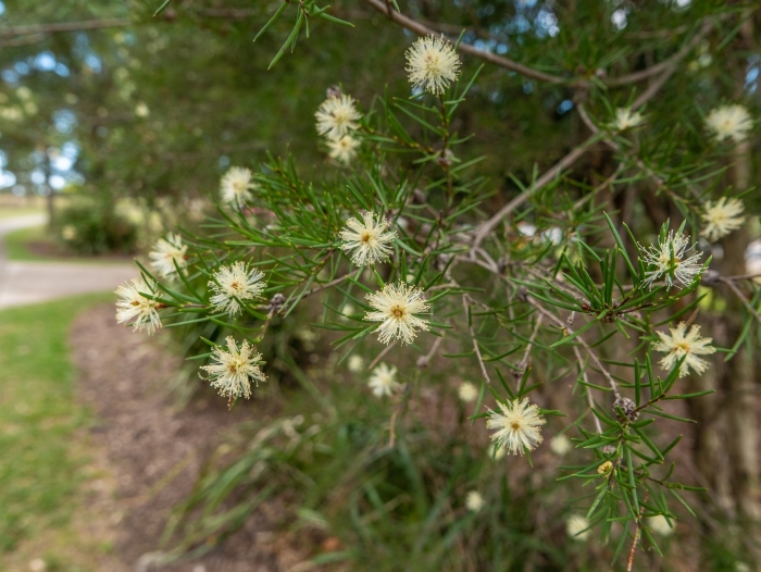 Melaleuca thymifolia