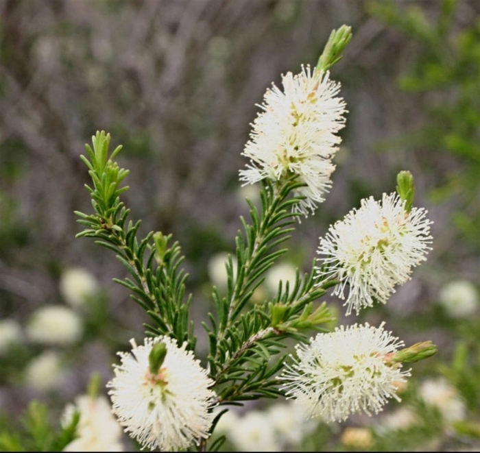 Melaleuca alternifolia