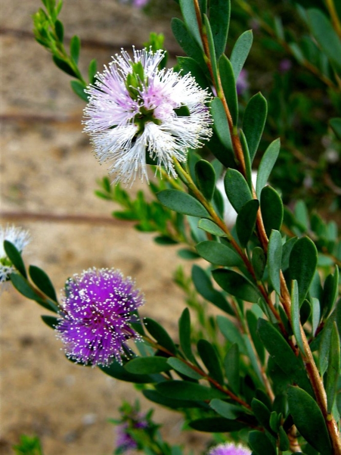 Melaleuca nesophila