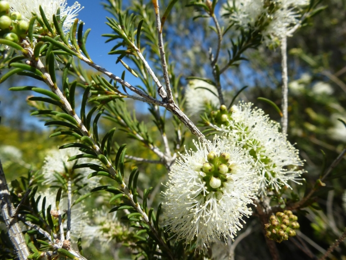 Melaleuca ericifolia