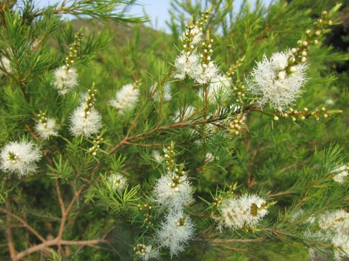 Melaleuca lanceolata