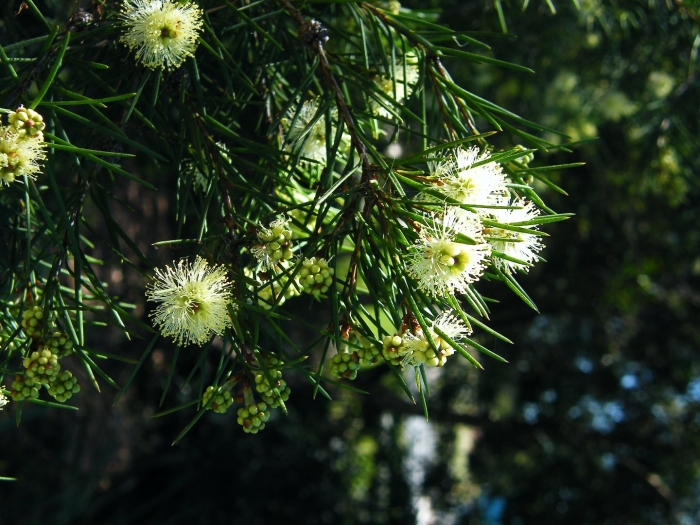 Melaleuca teretifolia
