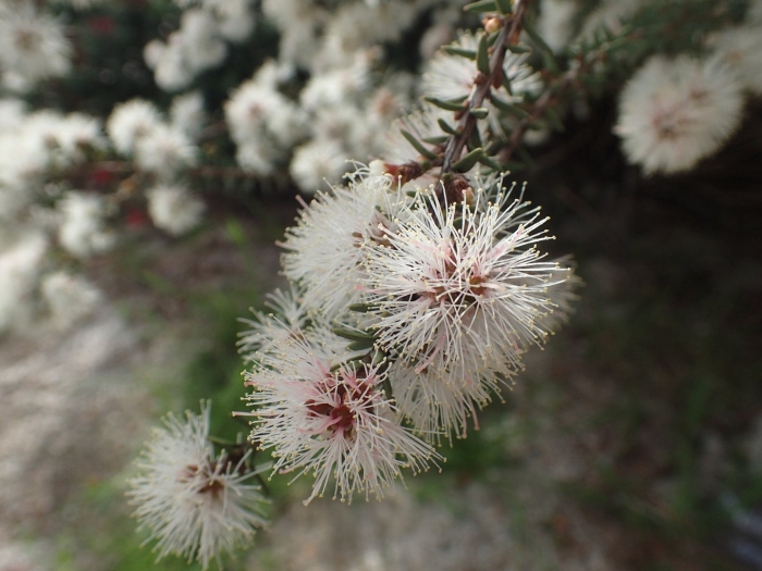 Melaleuca preissiana
