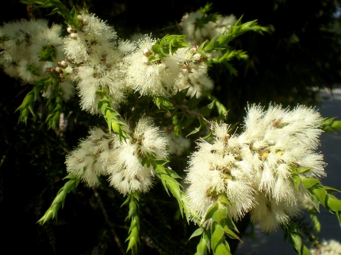 Melaleuca styphelioides