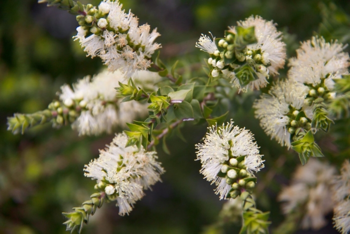Melaleuca armillaris
