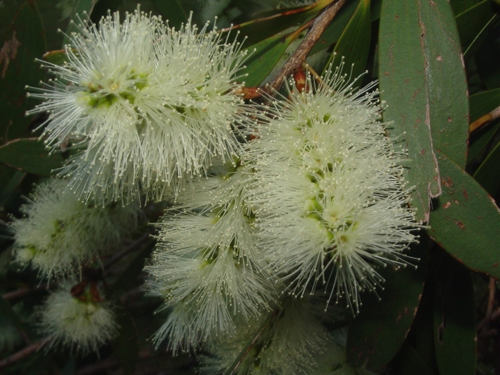 Melaleuca quinquenervia
