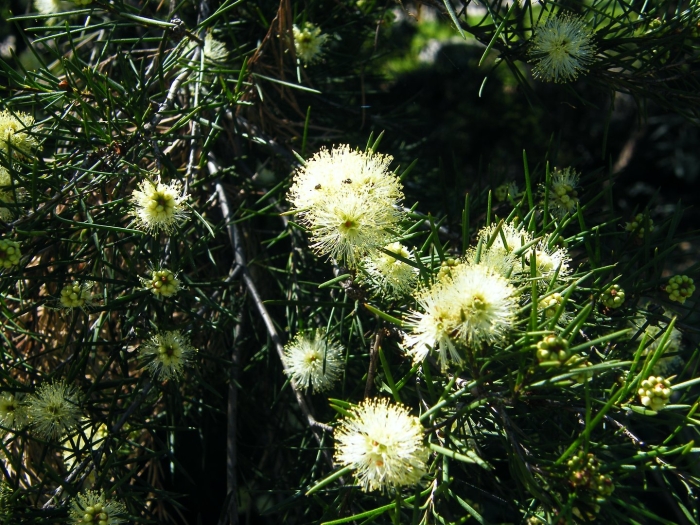 Callistemon pityoides
